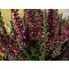 Calluna vulgaris Martina (1)