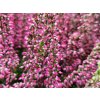 Calluna vulgaris Samanta (2)