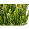 Calluna vulgaris Skyline Stockholm (1)