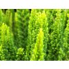 Calluna vulgaris Stockholm (1)