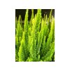 Vřes obecný Skyline 'Stockholm'  Calluna vulgaris Skyline 'Stockholm'