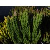 Calluna vulgaris Skyline Stockholm (2)
