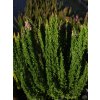 Calluna vulgaris Skyline Stockholm (3)