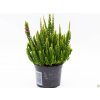 Calluna vulgaris Skyline Stockholm (2)