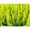 Calluna vulgaris Sydney (1)