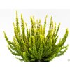 Calluna vulgaris Skyline Sydney (2)