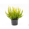 Calluna vulgaris Skyline Sydney (1)