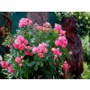 Růže 'Xenia®'  Rosa 'Xenia®'