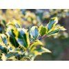 Cesmína ostrolistá 'Madame Briot'  Ilex aquifolium 'Madame Briot'