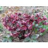 Čemeřice 'HGC® Ice n' Roses Brunello' - Helleborus 'HGC® Ice n' Roses Brunello'  Helleborus 'HGC® Ice n' Roses Brunello'