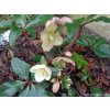 108206 1 cemerice hgc marlon helleborus hgc marlon