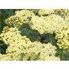 Řebříček obecný 'Summer Fruits Lemon' - Achillea millefolium 'Summer Fruits Lemon'  Achillea millefolium 'Summer Fruits Lemon'