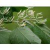 alangium