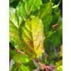 Stachyurus chinensis 'Wonderful Image' (1)