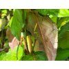 Stachyurus chinensis 'Wonderful Image' (3)