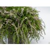 Calluna vulgaris Rasta Girls violet (2)