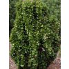 ligustrum 30