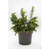 Vaccinium Red Candy (2)