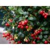 vavmiss Vaccinium Miss Cherry Flower
