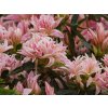 Azalea Pink Spider (2)