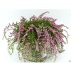 108506 1 vres obecny rasta girls dark pink