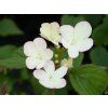 Viburnum Pinkawai (1)
