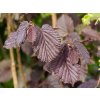 Líska největší 'Purpurea'  Corylus maxima 'Purpurea'