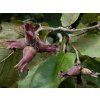 Líska největší 'Purpurea'  Corylus maxima 'Purpurea'