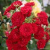 Crimson Siluetta 01