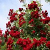 Crimson Siluetta 10