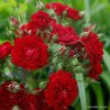 Crimson Siluetta 00