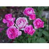 Stromková růže 'Carmen Würth®'  Rosa 'Carmen Würth®'
