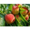 Broskvoň 'Benedicte'  Prunus persica 'Benedicte'
