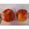 Jabloň 'Astrachán červený'  Malus domestica 'Astrachán červený'