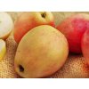 Jabloň 'Česká Pochoutka'  Malus domestica 'Česká Pochoutka'