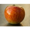 Jabloň 'Grávštýnské'  Malus domestica 'Grávštýnské'
