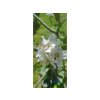 Jabloň 'Malinové hornokrajské'  Malus domestica 'Malinové hornokrajské'