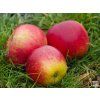 Jabloň 'Matčino'  Malus domestica 'Matčino'