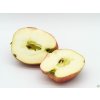 Jabloň 'Řehtáč soudkovitý'  Malus domestica 'Řehtáč soudkovitý'