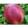 Jabloň 'Řehtáč soudkovitý'  Malus domestica 'Řehtáč soudkovitý'