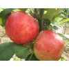 Jabloň 'Astrachán červený'  Malus domestica 'Astrachán červený'