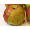 Jabloň 'Bláhovo Oranžové'  Malus domestica 'Bláhovo Oranžové'