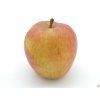 Jabloň 'Bláhovo Oranžové'  Malus domestica 'Bláhovo Oranžové'