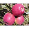 Jabloň 'Gascoyneho Šarlatové'  Malus domestica 'Gascoyneho Šarlatové'