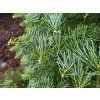 Abies concolor 'Hexe' (2)