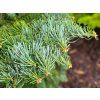 Abies concolor 'Hexe' (1)