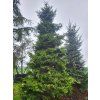 Picea mariana 'Horstmann' (2)