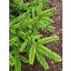 Picea mariana 'Horstmann' (3)