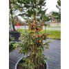 Picea glauca 'Coerulea Hudsonica'2 (1)