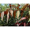 Broskvoň červenolistá 'Rubira'  Prunus persica 'Rubira'